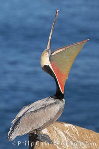 Brown pelican head throw.  During a bill throw, the pelican arches its neck back, lifting its large bill upward and stretching its throat pouch, Pelecanus occidentalis, Pelecanus occidentalis californicus, La Jolla, California