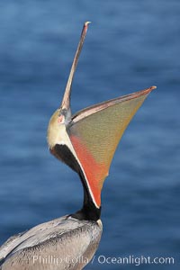 Brown pelican head throw.  During a bill throw, the pelican arches its neck back, lifting its large bill upward and stretching its throat pouch, Pelecanus occidentalis, Pelecanus occidentalis californicus, La Jolla, California