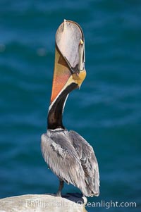 Brown pelican head throw.  During a bill throw, the pelican arches its neck back, lifting its large bill upward and stretching its throat pouch, Pelecanus occidentalis, Pelecanus occidentalis californicus, La Jolla, California