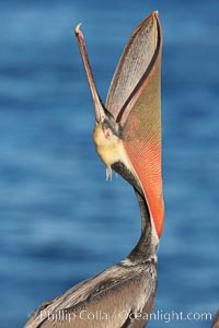 Brown pelican head throw.  During a bill throw, the pelican arches its neck back, lifting its large bill upward and stretching its throat pouch, Pelecanus occidentalis, Pelecanus occidentalis californicus, La Jolla, California