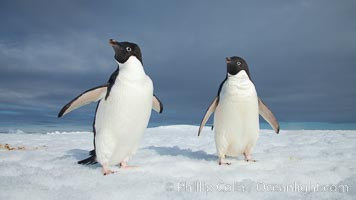 Two Adelie penguins, holding their wings out, standing on an iceberg, Pygoscelis adeliae, Paulet Island