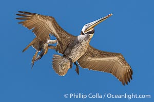 Peregrine Falcon attacking brown pelican, Torrey Pines State Natural Reserve, Falco peregrinus, Torrey Pines State Reserve, San Diego, California