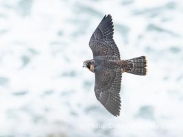 Peregrine Falcon in flight, Torrey Pines State Natural Reserve, Falco peregrinus, Torrey Pines State Reserve, San Diego, California