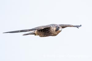 Peregrine Falcon in flight, Torrey Pines State Natural Reserve, Falco peregrinus, Torrey Pines State Reserve, San Diego, California