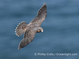 Peregrine Falcon in flight, Torrey Pines State Natural Reserve, Falco peregrinus, Torrey Pines State Reserve, San Diego, California