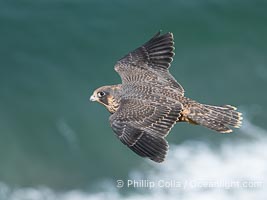 Peregrine Falcon in flight, Torrey Pines State Natural Reserve, Falco peregrinus, Torrey Pines State Reserve, San Diego, California