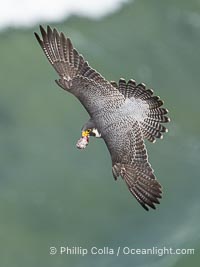 Peregrine Falcon in flight, Torrey Pines State Natural Reserve, Falco peregrinus, Torrey Pines State Reserve, San Diego, California