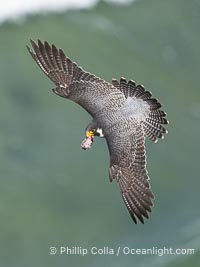 Peregrine Falcon in flight, Torrey Pines State Natural Reserve, Falco peregrinus, Torrey Pines State Reserve, San Diego, California