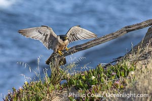 Peregrine Falcon on perch over Pacific Ocean, Torrey Pines State Natural Reserve, Falco peregrinus, Torrey Pines State Reserve, San Diego, California