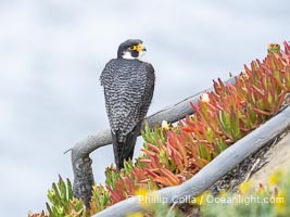 Peregrine Falcon, Torrey Pines State Natural Reserve, Falco peregrinus, Torrey Pines State Reserve, San Diego, California