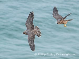 Peregrine Falcons in flight, Torrey Pines State Natural Reserve, Falco peregrinus, Torrey Pines State Reserve, San Diego, California