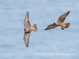 Peregrine Falcons in flight, Torrey Pines State Natural Reserve, Falco peregrinus, Torrey Pines State Reserve, San Diego, California