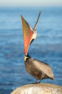 A Perfect Brown Pelican Head Throw with Distant Ocean in Background, bending over backwards, stretching its neck and gular pouch. Note the winter breeding plumage, yellow head, red and olive throat, pink skin around the eye, brown hind neck with some white neck side detail, gray breast and body, Pelecanus occidentalis, Pelecanus occidentalis californicus, La Jolla, California