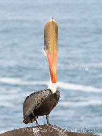 A perfect Brown Pelican Head Throw with Distant Ocean in Background, bending over backwards, stretching its neck and gular pouch, winter adult nonbreeding plumage coloration, Pelecanus occidentalis, Pelecanus occidentalis californicus, La Jolla, California