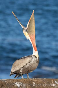 A perfect Brown Pelican Head Throw with Distant Ocean in Background, bending over backwards, stretching its neck and gular pouch, winter adult non-breeding plumage coloration, Pelecanus occidentalis, Pelecanus occidentalis californicus, La Jolla, California