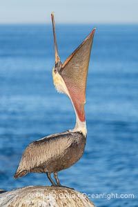 A perfect Brown Pelican Head Throw with Distant Ocean in Background, bending backwards, stretching its neck and gular pouch, winter adult non-breeding plumage coloration, Pelecanus occidentalis, Pelecanus occidentalis californicus, La Jolla, California