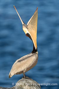 A Perfect Yellow Phase Brown Pelican Head Throw with Distant Ocean in Background, bending over backwards, stretching its neck and gular pouch. Note the winter breeding plumage except with bright yellow throat instead of the more typical red, yellow head, pink skin around the eye, brown hind neck with some white neck side detail, gray breast and body, Pelecanus occidentalis, Pelecanus occidentalis californicus, La Jolla, California