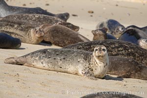 A Pacific harbor seal hauled out on a sandy beach.  This group of harbor seals, which has formed a breeding colony at a small but popular beach near San Diego, is at the center of considerable controversy.  While harbor seals are protected from harassment by the Marine Mammal Protection Act and other legislation, local interests would like to see the seals leave so that people can resume using the beach, Phoca vitulina richardsi, La Jolla, California