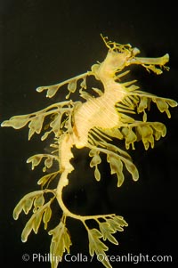 Leafy Seadragon, Phycodurus eques