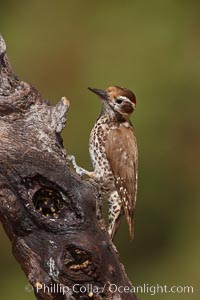 Arizona woodpecker, male, Picoides arizonae, Madera Canyon Recreation Area, Green Valley