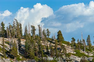 Pine trees grow on granite mountaintops, Sierra High Country near Olmsted Point, Yosemite National Park, California