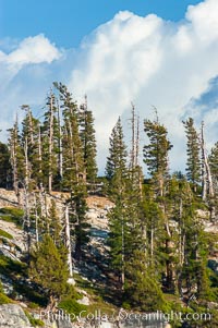 Pine trees grow on granite mountaintops, Sierra High Country near Olmsted Point, Yosemite National Park, California