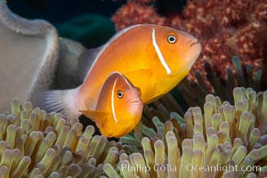Pink Skunk Anemone Fish, Amphiprion perideraion, Fiji, Amphiprion perideraion