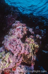 Pink Porolithon Coralline Algae, Rose Atoll, Rose Atoll National Wildlife Sanctuary