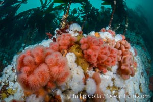 Pink Soft Coral (Gersemia Rubiformis), and Plumose Anemones (Metridium senile) cover the ocean reef, Browning Pass, Vancouver Island, Gersemia rubiformis, Metridium senile