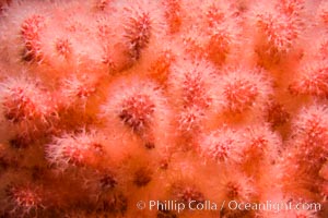 Pink Soft Coral, Gersemia Rubiformis, Browning Pass, Vancouver Island, Gersemia rubiformis