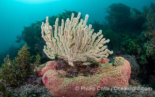 Pink Sponges Encrusting Rocky Reef alongside various species of algae and gorgonians, San Pedro Martir Island, Sea of Cortez, Isla San Pedro Martir, Sonora, Mexico