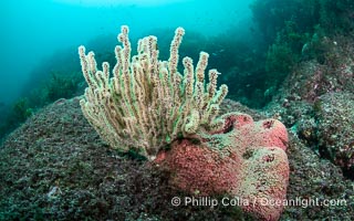 Pink Sponges Encrusting Rocky Reef alongside various species of algae and gorgonians, San Pedro Martir Island, Sea of Cortez, Isla San Pedro Martir, Sonora, Mexico