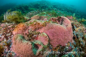 Pink Sponges Encrusting Rocky Reef alongside various species of algae and gorgonians, San Pedro Martir Island, Sea of Cortez, Isla San Pedro Martir, Sonora, Mexico