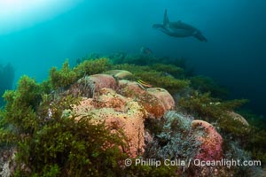 Turtle Flies Over Pink Sponges Encrusting Rocky Reef alongside various species of algae and gorgonians, San Pedro Martir Island, Sea of Cortez, Isla San Pedro Martir, Sonora, Mexico