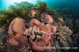 Pink Sponges Encrusting Rocky Reef alongside various species of algae and gorgonians, San Pedro Martir Island, Sea of Cortez, Isla San Pedro Martir, Sonora, Mexico