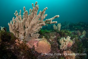 Pink Sponges Encrusting Rocky Reef alongside various species of algae and gorgonians, San Pedro Martir Island, Sea of Cortez, Isla San Pedro Martir, Sonora, Mexico