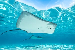 Pink Whipray Stingray underwater, Pateobatis fai, in shallow lagoon, Moorea, French Polynesia, Pateobatis fai