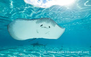 Pink Whipray Stingray underwater, Pateobatis fai, in shallow lagoon, Moorea, French Polynesia, Pateobatis fai