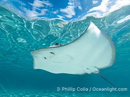 Pink Whipray Stingray underwater, Pateobatis fai, in shallow lagoon, Moorea, French Polynesia, Pateobatis fai