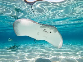 Pink Whipray Stingray underwater, Pateobatis fai, in shallow lagoon, Moorea, French Polynesia, Pateobatis fai