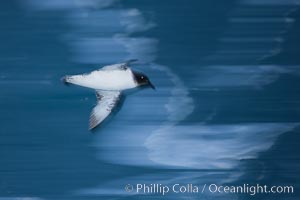 Pintado petrel in flight, Daption capense, Scotia Sea