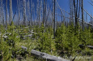 Yellowstones historic 1988 fires destroyed vast expanses of forest. Here scorched, dead stands of lodgepole pine stand testament to these fires, and to the renewal of these forests. Seedling and small lodgepole pines can be seen emerging between the dead trees, growing quickly on the nutrients left behind the fires. Southern Yellowstone National Park, Pinus contortus