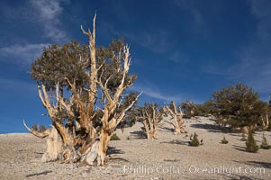 Bristlecone pines rising above the arid, dolomite-rich slopes of the White Mountains at 11000-foot elevation. Patriarch Grove, Ancient Bristlecone Pine Forest, Pinus longaeva, White Mountains, Inyo National Forest