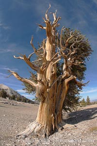 Bristlecone pine rising above the arid, dolomite-rich slopes of the White Mountains at 11000-foot elevation. Patriarch Grove, Ancient Bristlecone Pine Forest, Pinus longaeva, White Mountains, Inyo National Forest