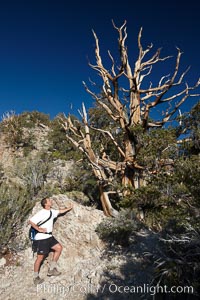 A hiker admires an ancient bristlecone pine tree, on the Methuselah Walk in the Schulman Grove in the White Mountains at an elevation of 9500 above sea level.  The oldest bristlecone pines in the world are found in the Schulman Grove, some of them over 4700 years old. Ancient Bristlecone Pine Forest, Pinus longaeva, White Mountains, Inyo National Forest