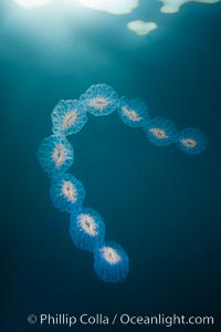 Colonial planktonic pelagic tunicate, adrift in the open ocean, forms rings and chains as it drifts with ocean currents, Cyclosalpa affinis, San Diego, California