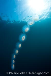 Colonial planktonic pelagic tunicate, adrift in the open ocean, forms rings and chains as it drifts with ocean currents, Cyclosalpa affinis, San Diego, California