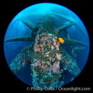 Oil Rig Ellen and Elly with invertebrate life growing on it and fish swimming around, Long Beach, California