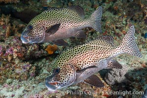 Plectorhinchus chaetodonoides, Many-spotted sweetlips, Fiji, Plectorhinchus chaetodonoides, Bligh Waters