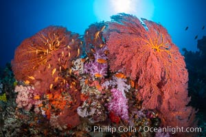 Underwater Photos of Colorful Fiji Coral Reefs